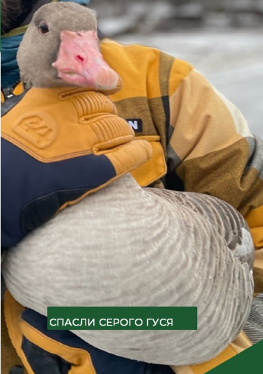 Волонтеры Минлесхоза спасли вмерзшего в Сурское водохранилище серого гуся