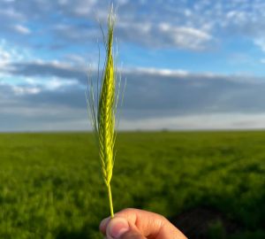 Эксперты прогнозируют кратный рост экспорта сельхозпродукции в России в ближайшие годы