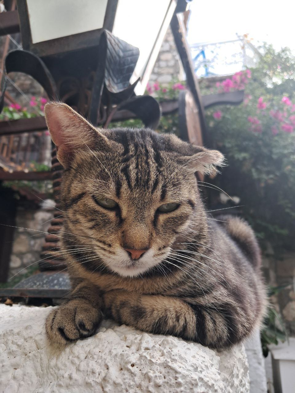 Олег Мельниченко рассказал о любим питомце и исполнил мечту ребенка о котенке