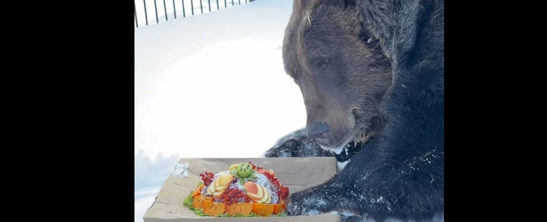 Пензенские медведи отметили свой день вкусными тортами
