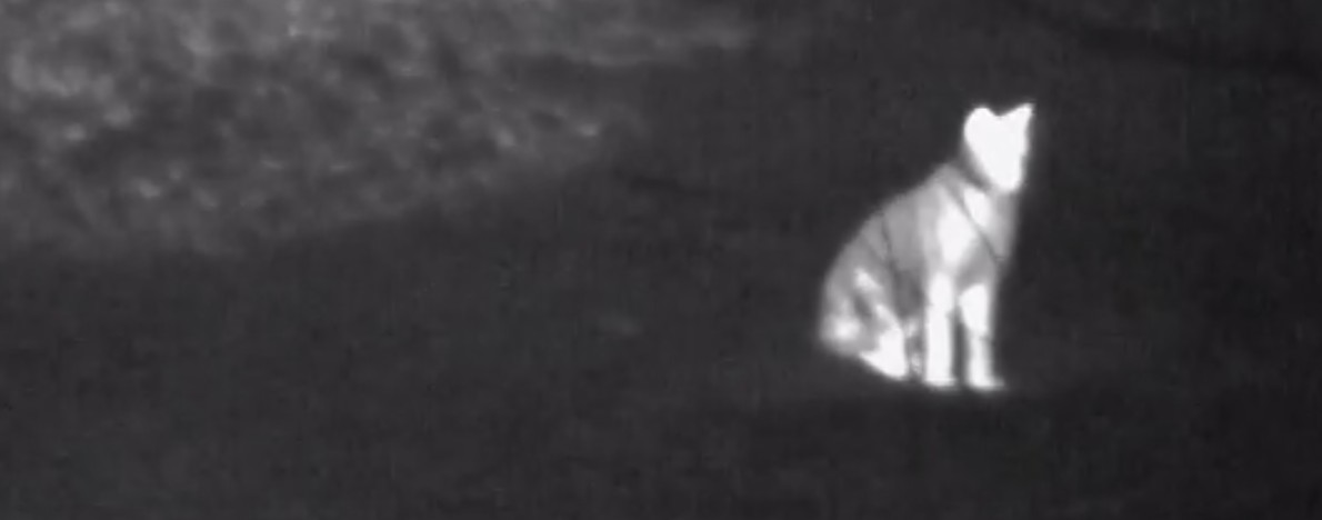 Семейство рыси запечатлели на кормушке в Пензенской области