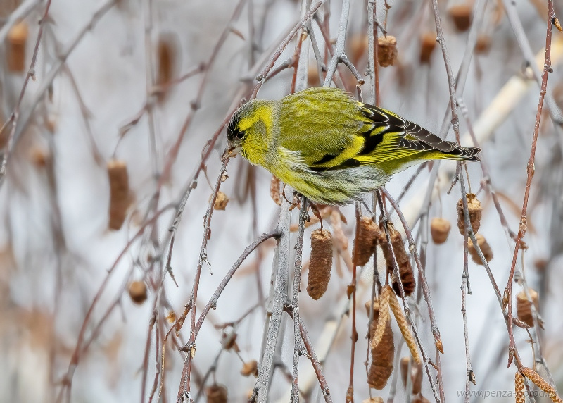 В Пензенской области зарегистрировали 35 видов зимующих птиц