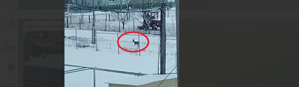 Пензенский минлесхоз предупредил о появлении диких животных в жилых зонах