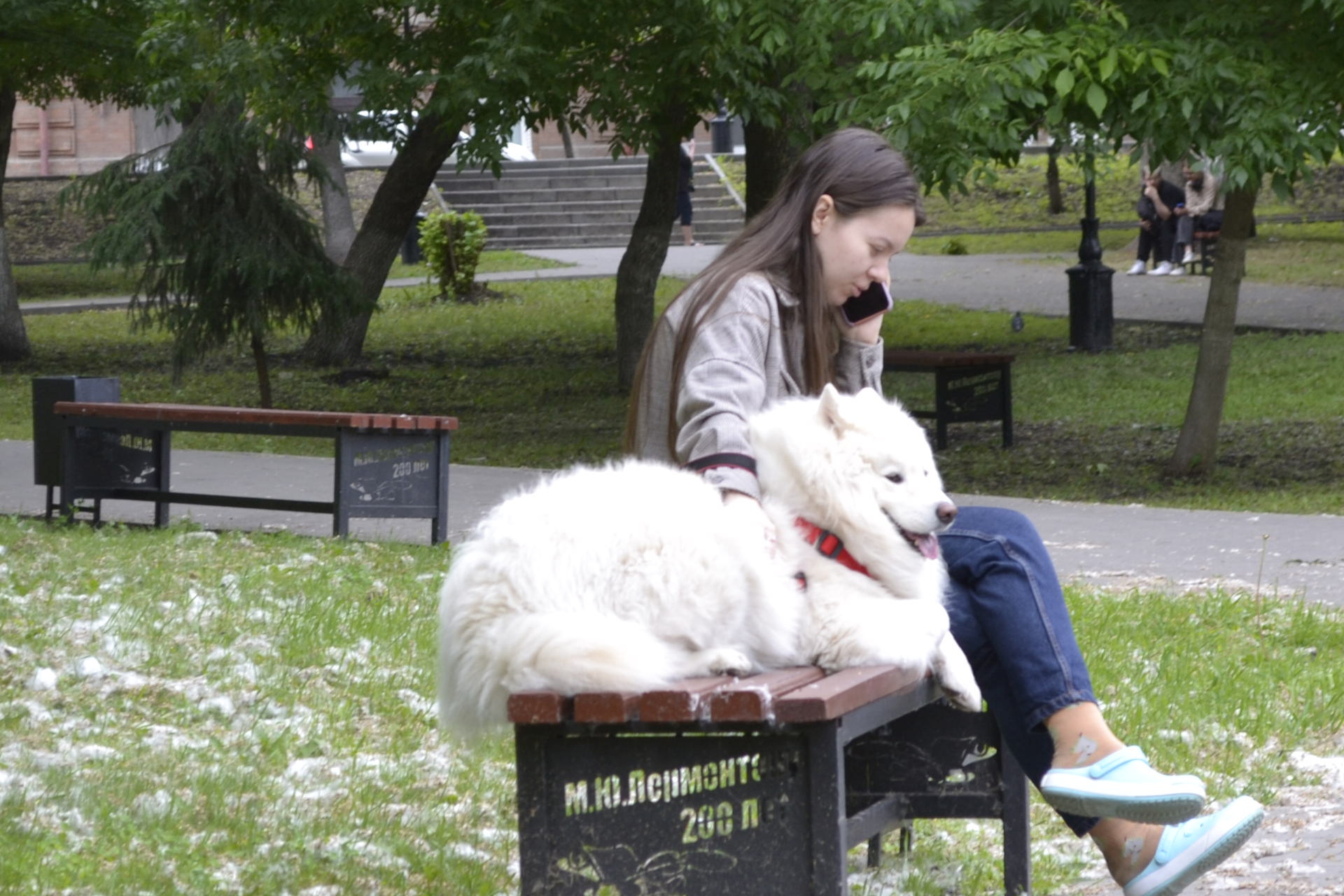 В Пензе снова ищут подрядчика для отлова бездомных животных