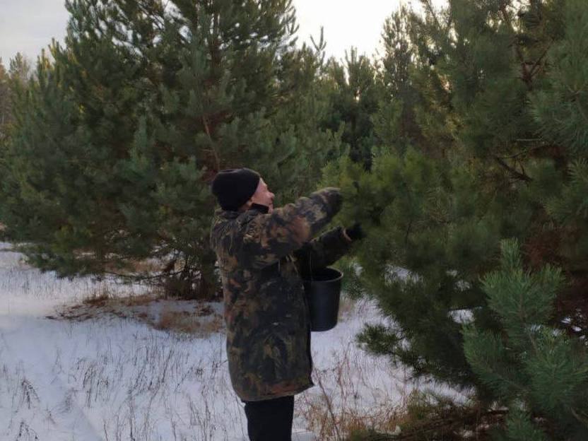 В Пензенской области заготовили 4 тонны шишек и желудей