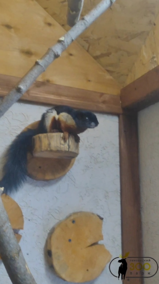 В Пензе у белок из зоопарка появился новый дом