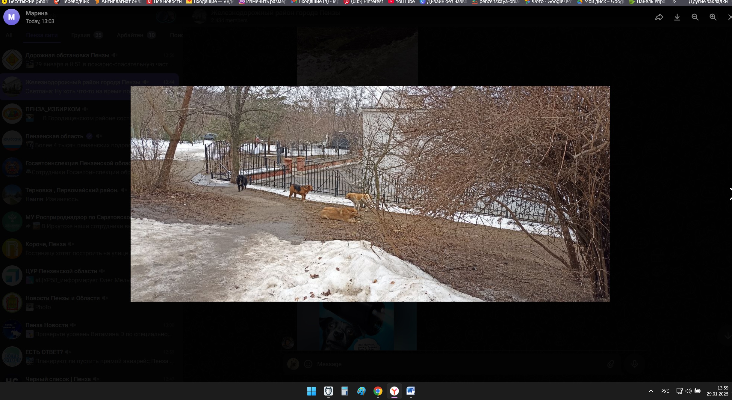 Пензенцам назвали способы защитить себя от агрессивных бездомных собак