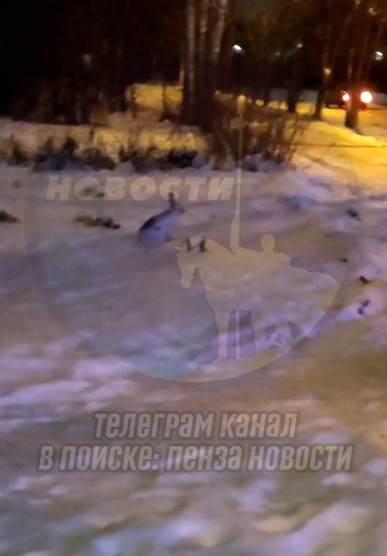 В Пензе по городским улицам проскакал заяц