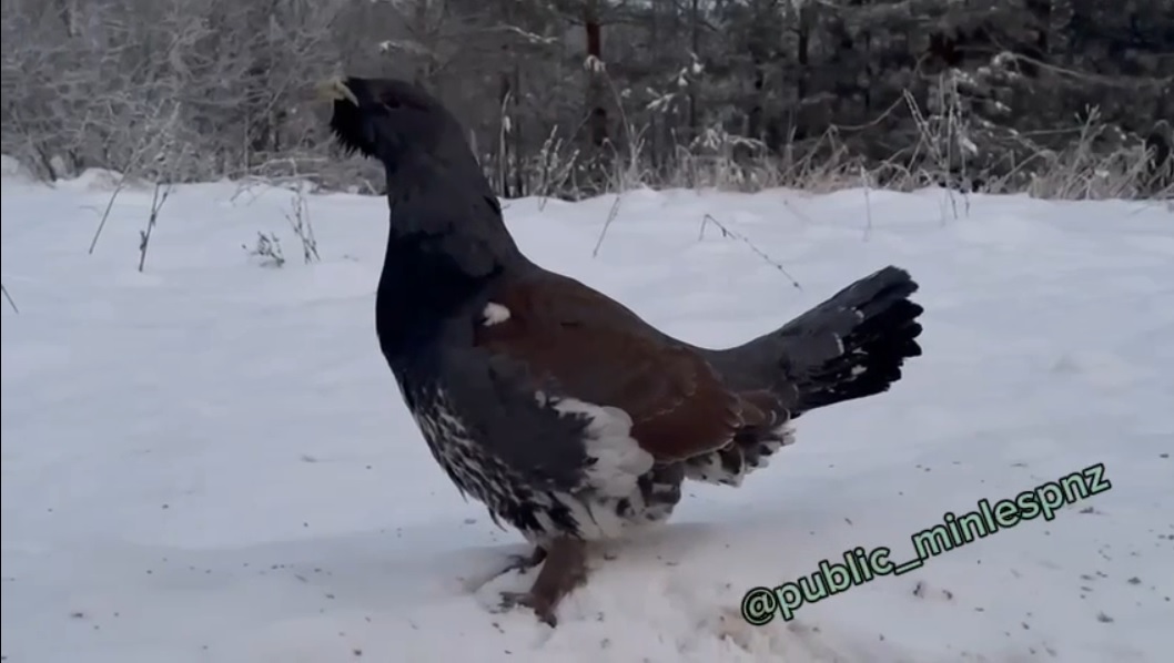 Редкая встреча: молодой глухарь замечен в Никольском районе