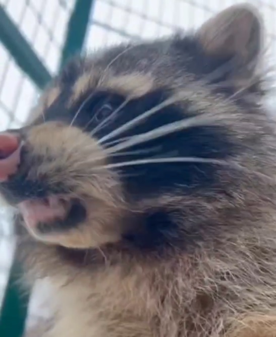 Пензенский зоопарк показал очаровательного енота-полоскуна