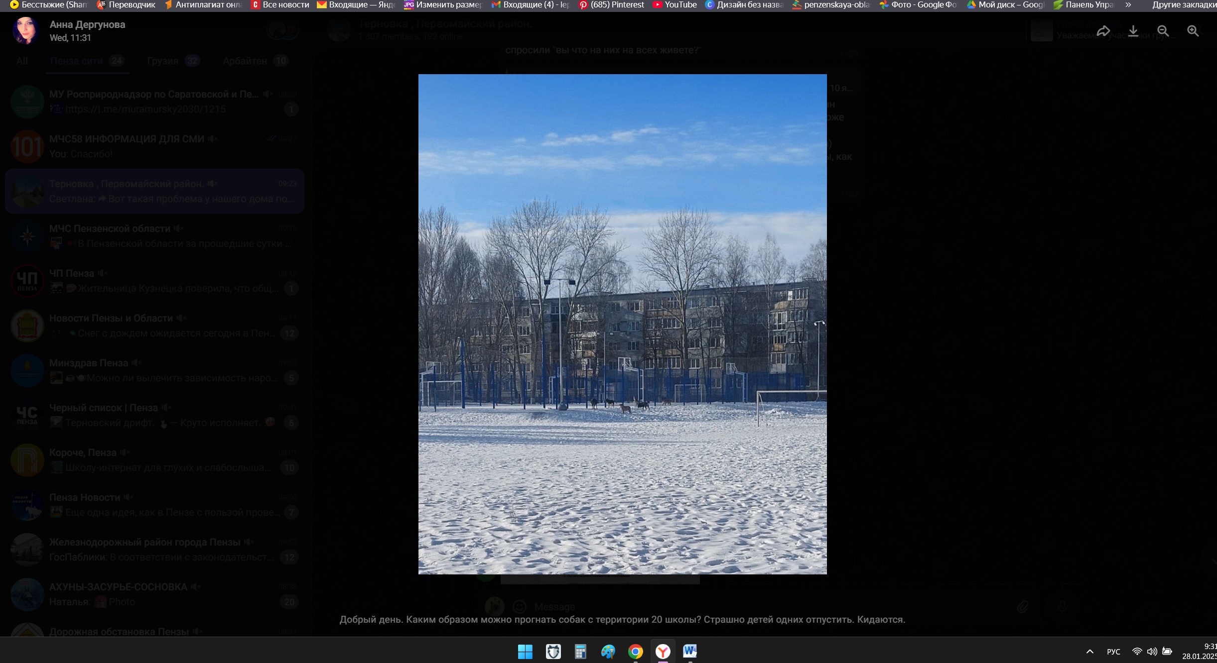 В Пензе на Экспериментальной стаи бездомных собак рвут животных на части