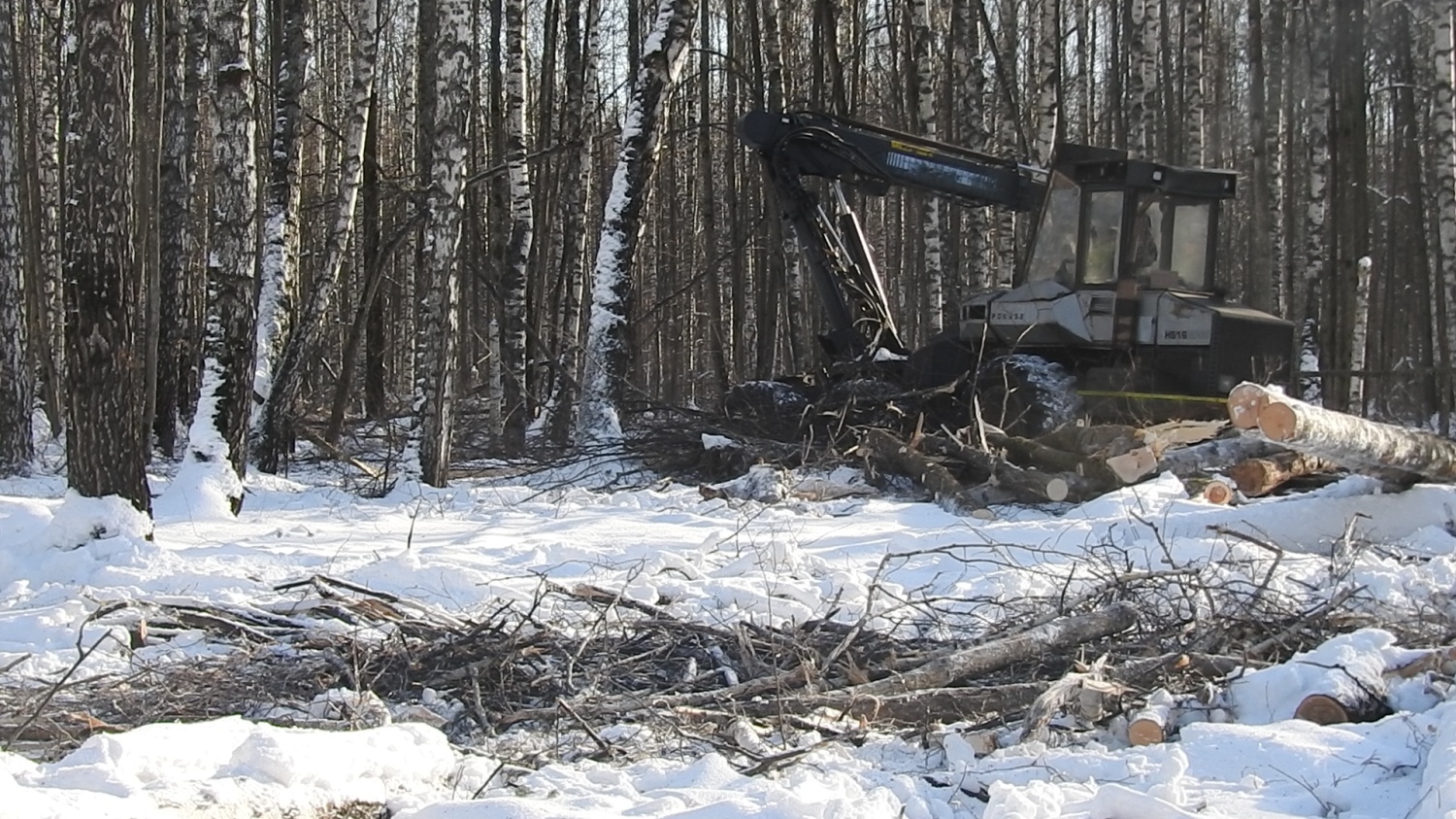 В Большевьясском лесничестве выявлены нарушения при заготовке древесины