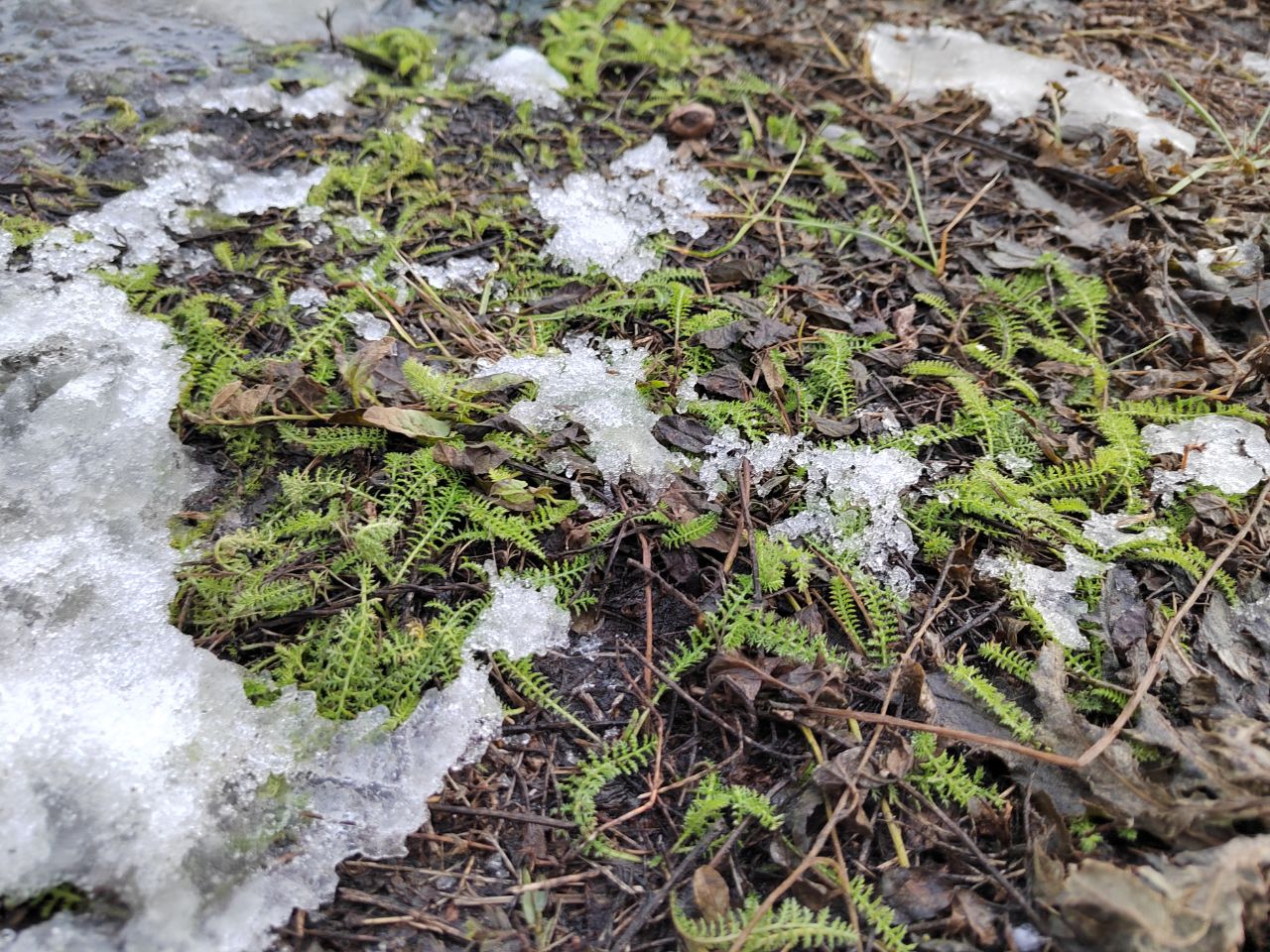 В Пензе из-за оттепели газоны покрылись зеленой травой