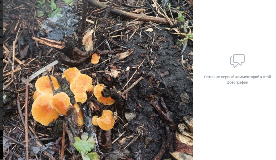 В Пензенской области выросли первые грибы в 2025 году