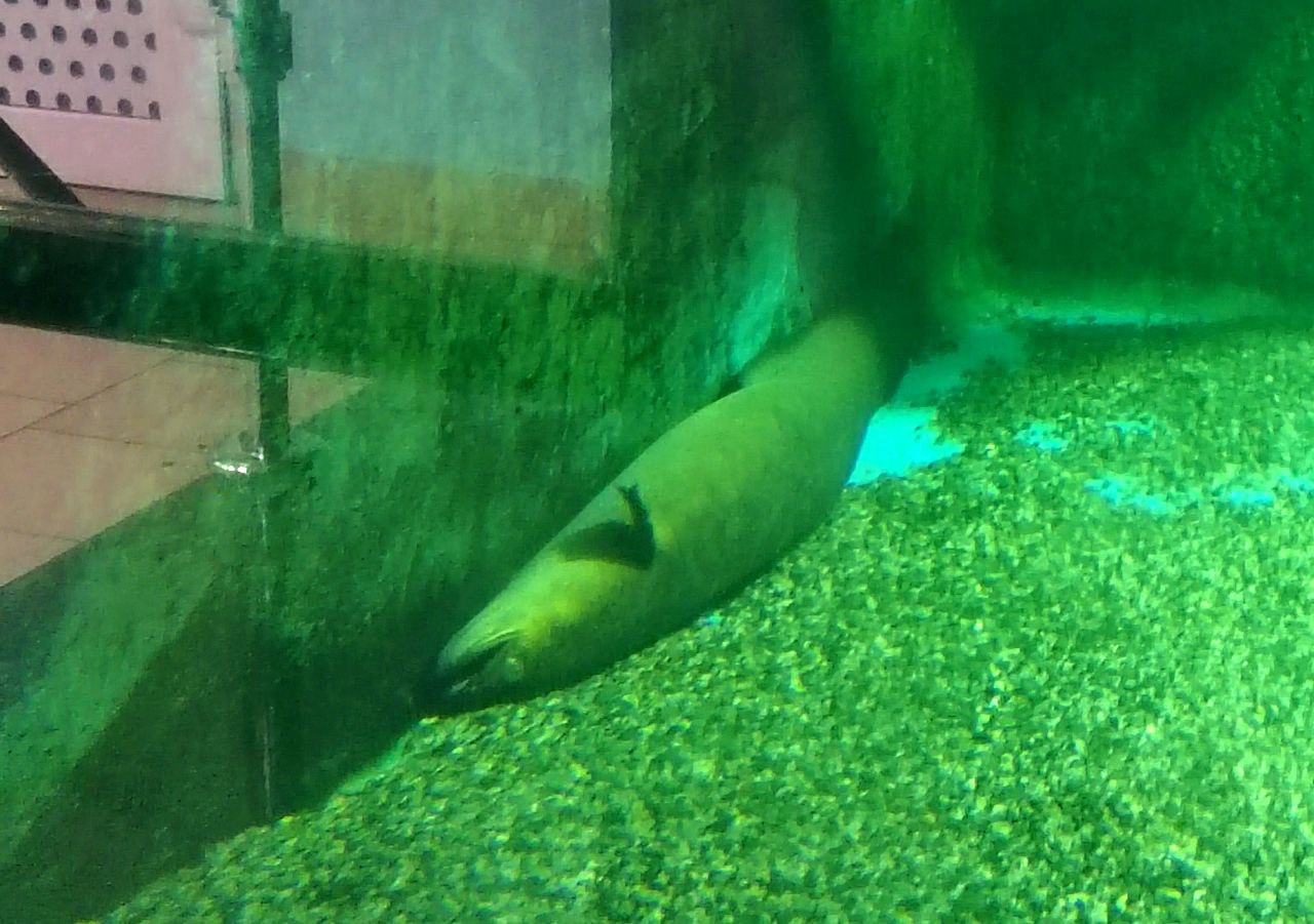 Пензенский океанариум опроверг слухи о нездоровье гигантского угря