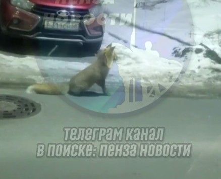 Лиса на прогулке: рыжая гостья посетила улицу Бутузова в Пензе