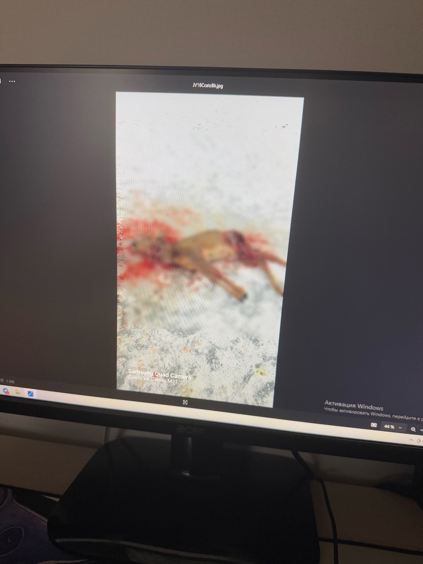 Рыбаки нашли останки косули, растерзанной бродячими собаками