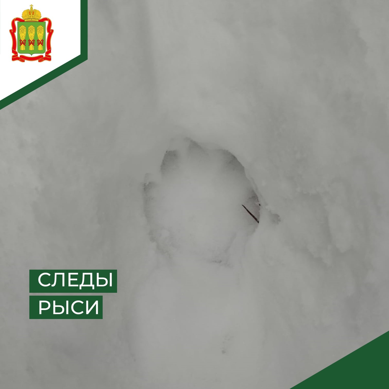 В Земетчинском районе нашли следы обитания опасного хищника