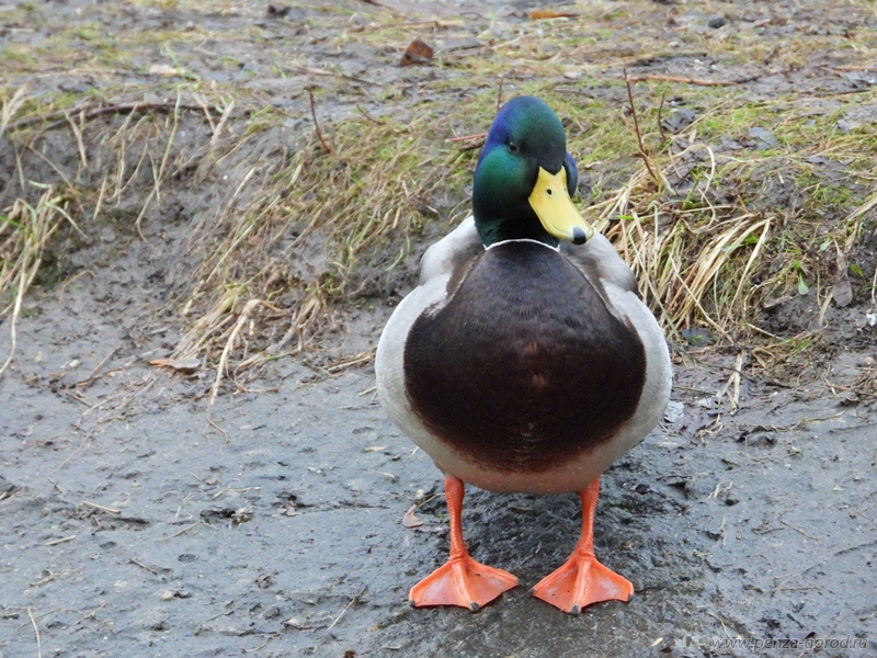 Пензенцы пересчитали уток в рамках акции «Серая шейка-2025»