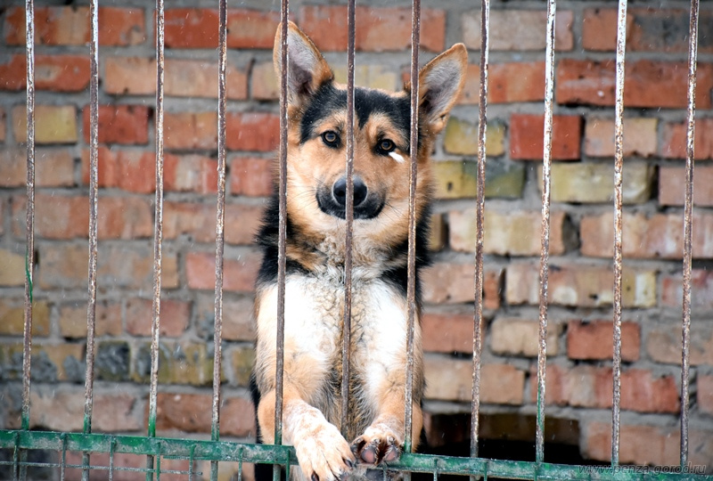 В Пензе отловили более 500 безнадзорных животных за 2024 год