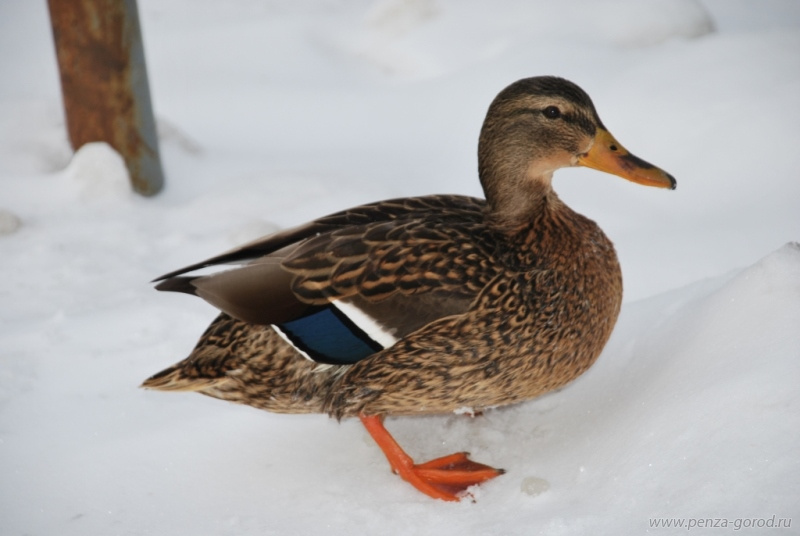 Пензенцев приглашают посчитать зимующих птиц
