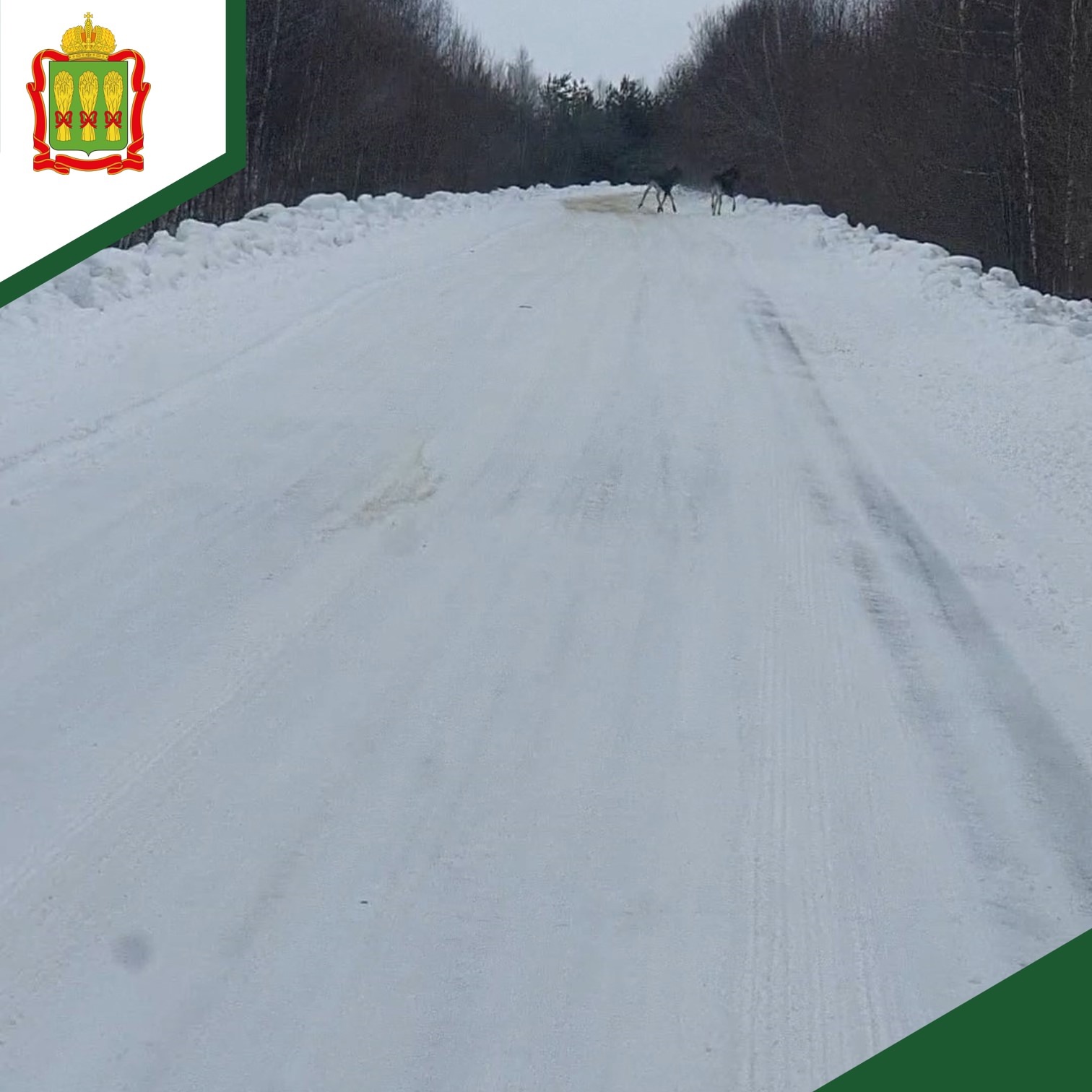 Зимний маршрутный учет принес уникальные кадры семьи лосей в Пензенской области