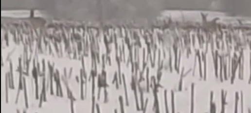 Шесть косуль замечены на заснеженном поле в Пензенской области