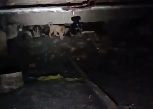 «Пьяная дорога» в Арбеково стала домом для 40 щенков