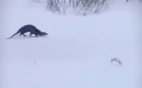 Пензенцы заметили выдру, гуляющую по снегу