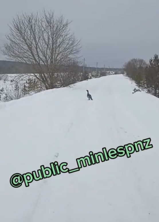 Пензенские лесники встретили «короля леса»: видео с глухарем покоряет интернет