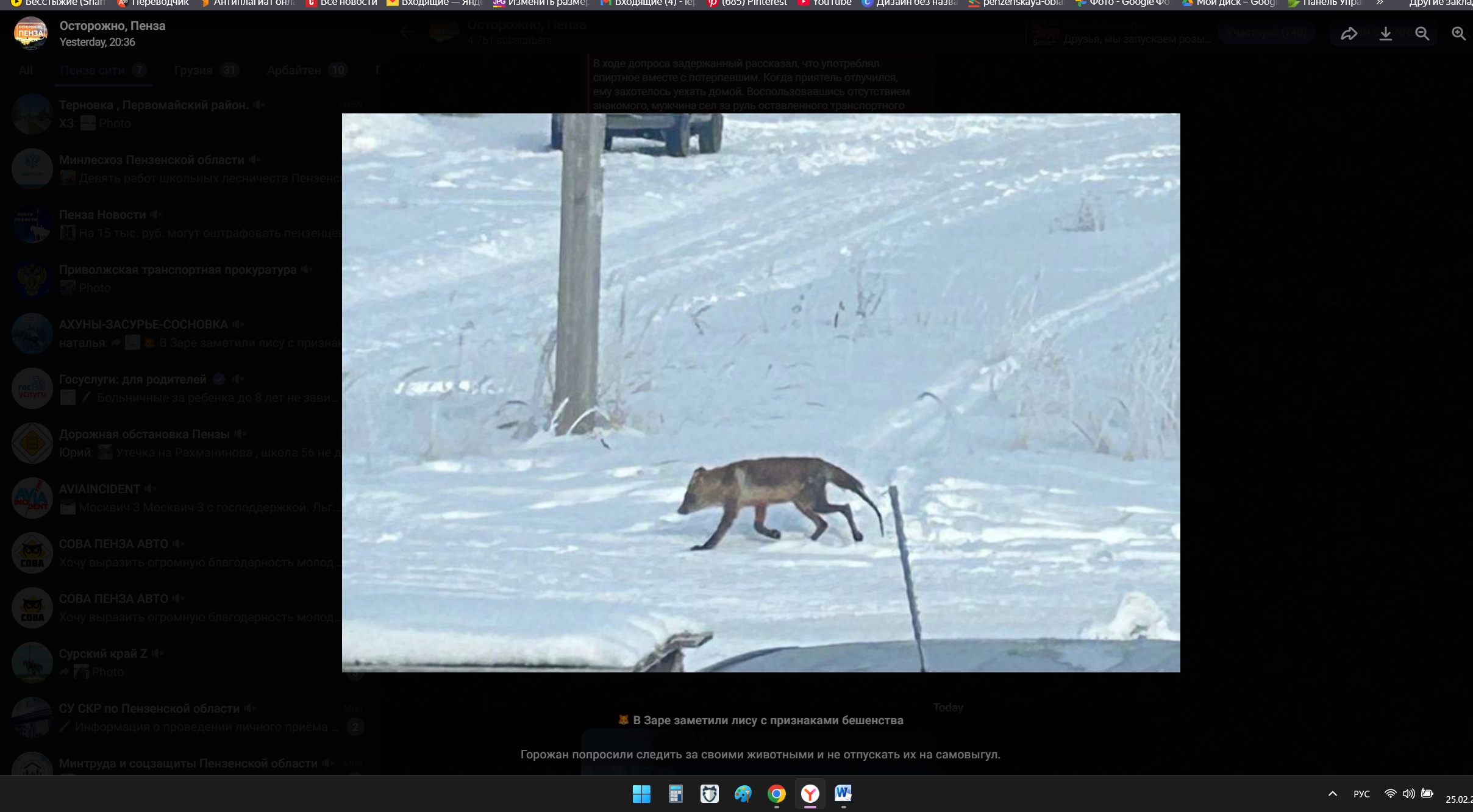 Пензенцы рассказали о бешеной лисе, бегающей в Заре