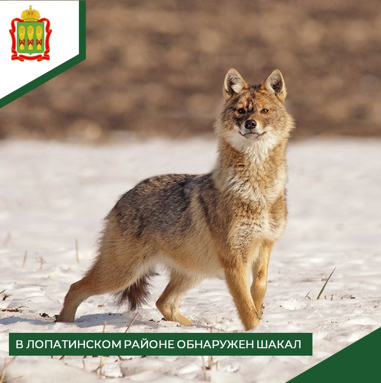 В Пензенской области все чаще стали замечать шакалов