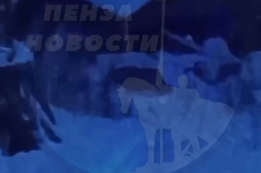 Жители Сердобского района заметили стаю волков рядом с селом