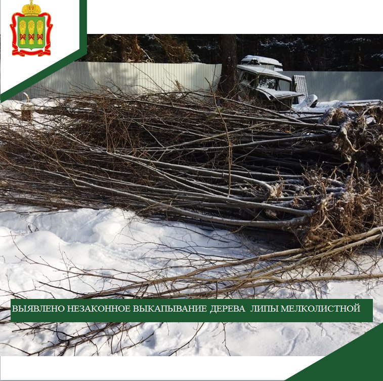 Браконьер выкопал в Пензенской области целую липовую рощу