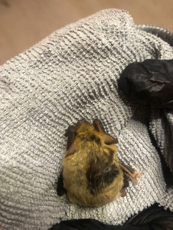 В Сердобске спасен редкий средиземноморский нетопырь