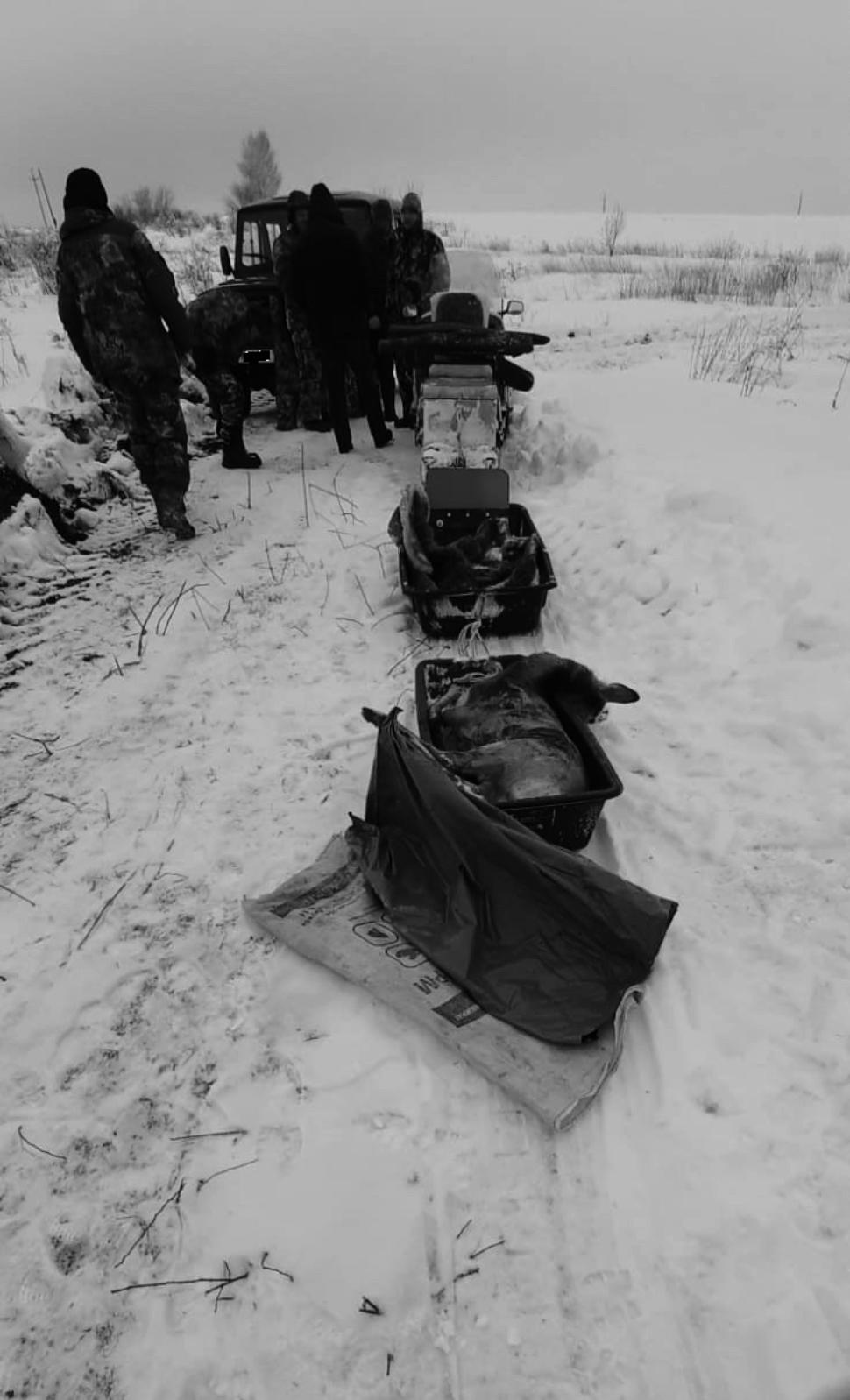 В Лунинском районе браконьеров может ждать тюрьма за убийство косули