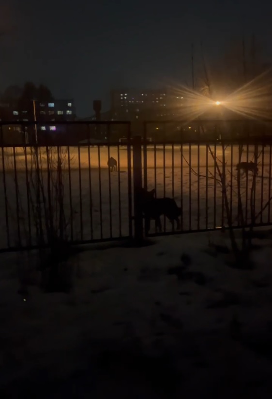 В Терновке у школы №20 после жалоб отловили собак