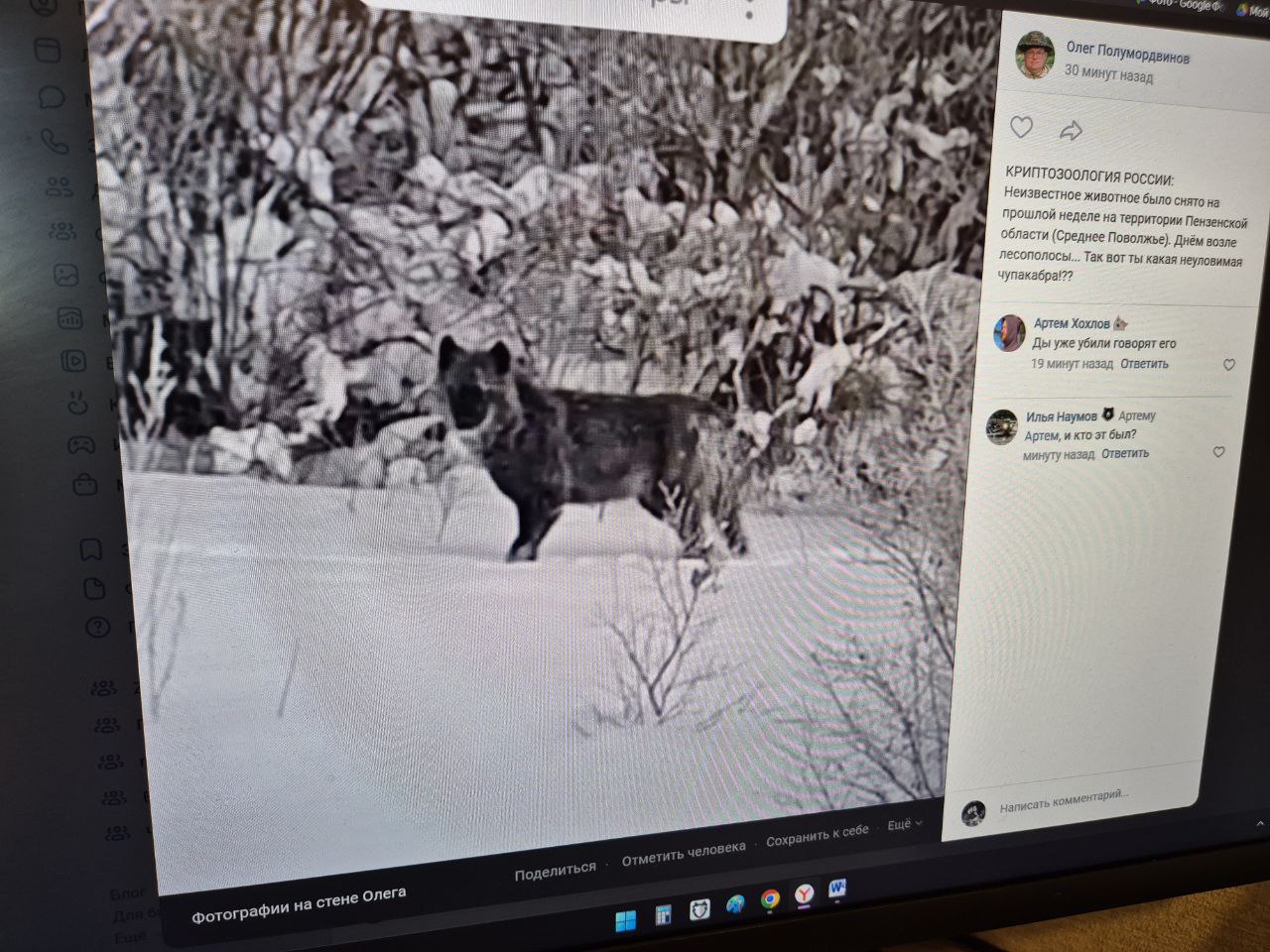 Таинственный хищник в лесах Пензенской области: волк, гибрид или нечто иное