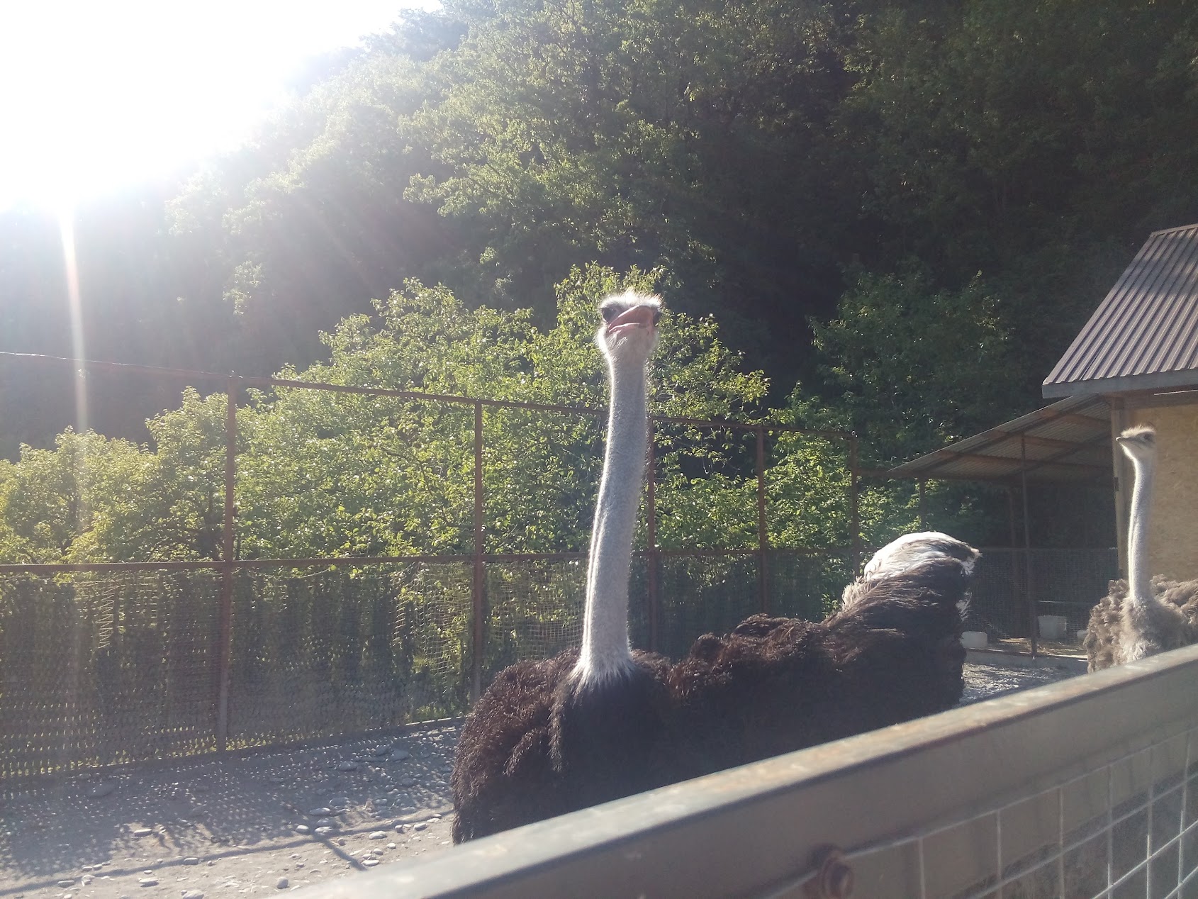 В Пензе зоопарк будет работать по-другому