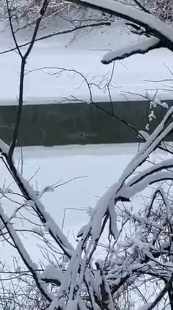 Редкая речная выдра попала на видео в Пензенской области