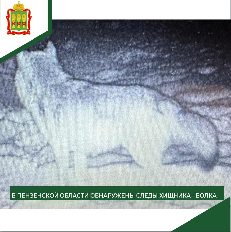 Волки замечены в охотничьих угодьях Пензенской области