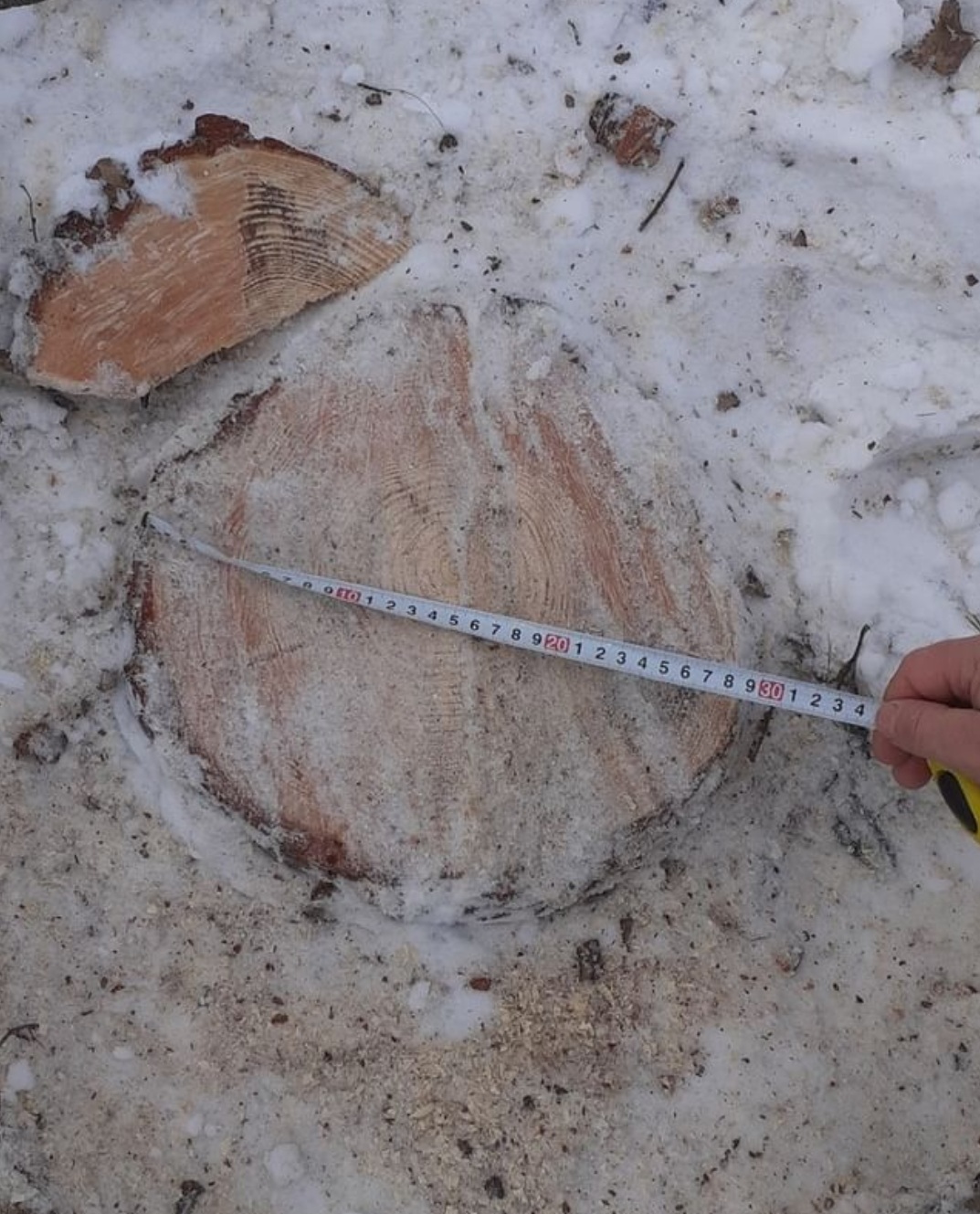 В Мокшанском районе браконьер заплатит за рубку ясеня