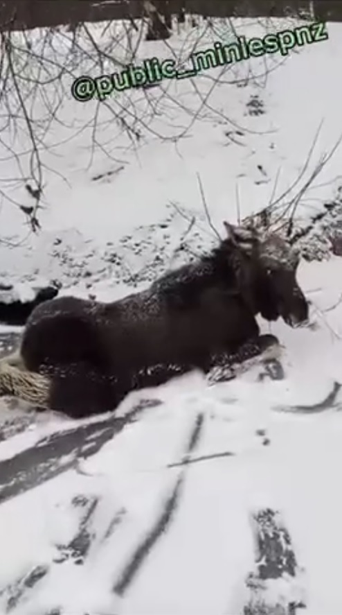 Лосенка спасли из Суры в Кузнецком районе