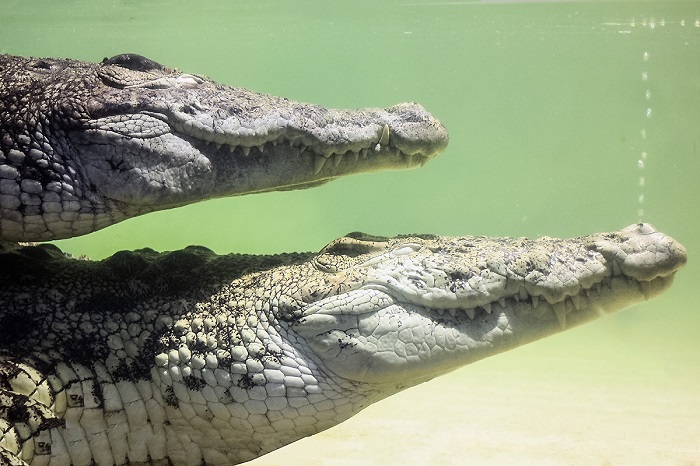 В пензенском океанариуме назвали самых умных животных