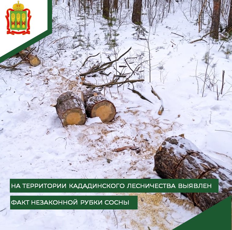 В Сосновоборском районе браконьер уничтожил сосны на 35 тысяч рублей