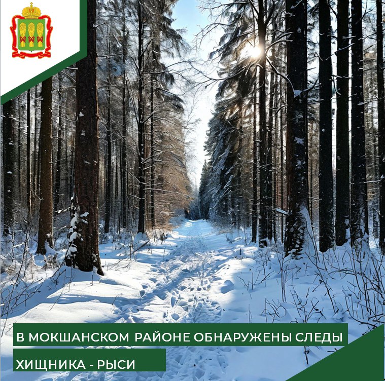 Краснокнижная рысь обнаружена в Мокшанском районе