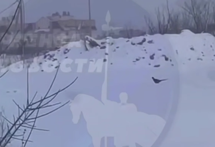 Под Пензой необычная птица с пышным хвостом металась по снегу в поисках помощи