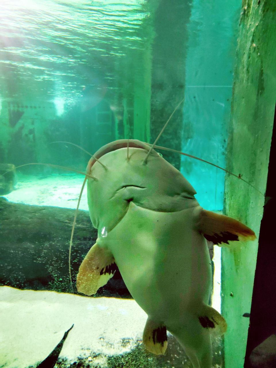 В Пензенском океанариуме вырастили ручного сома