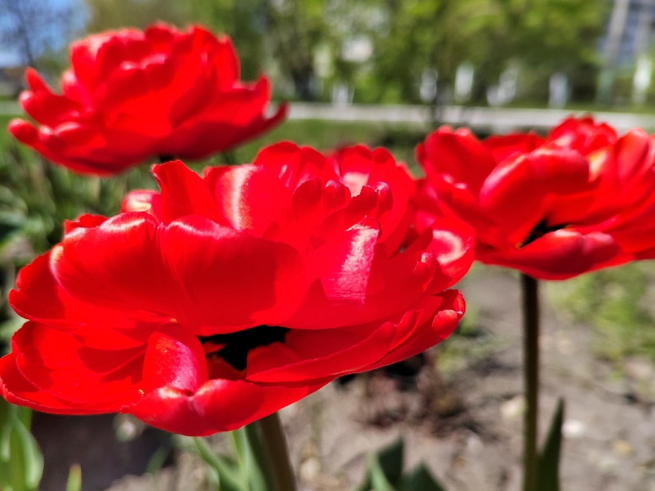 Из Пензенской области вывезли 248 тысяч цветов и крупную партию сельхозпродукции