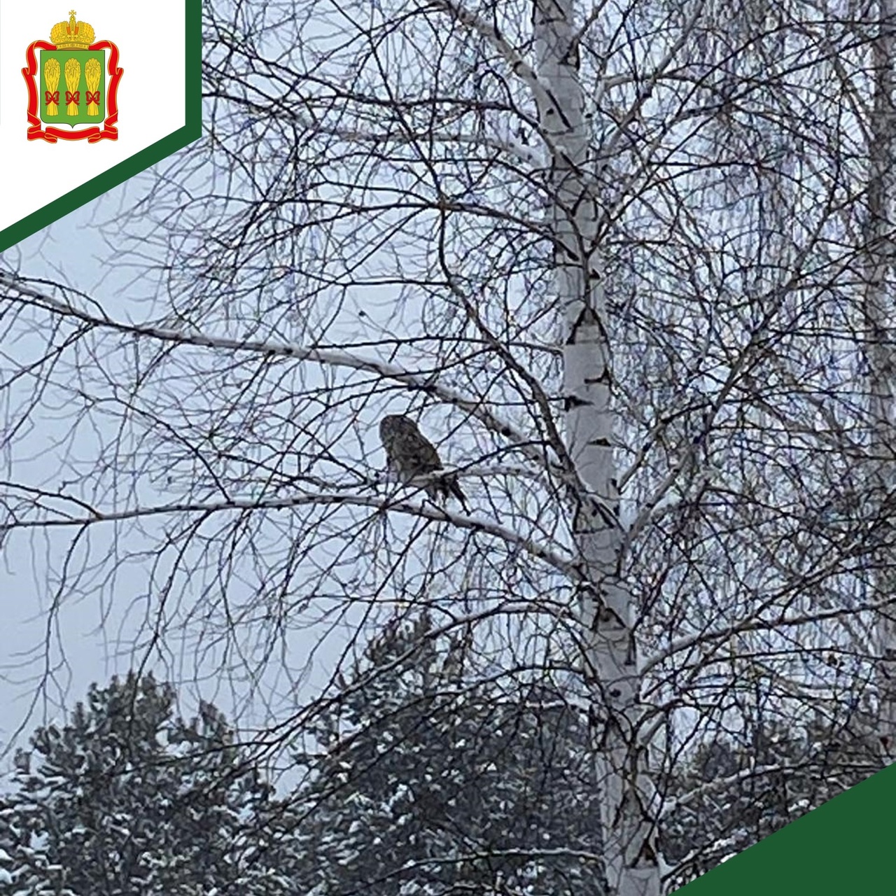 Редкую серую неясыть запечатлели в Пензенской области